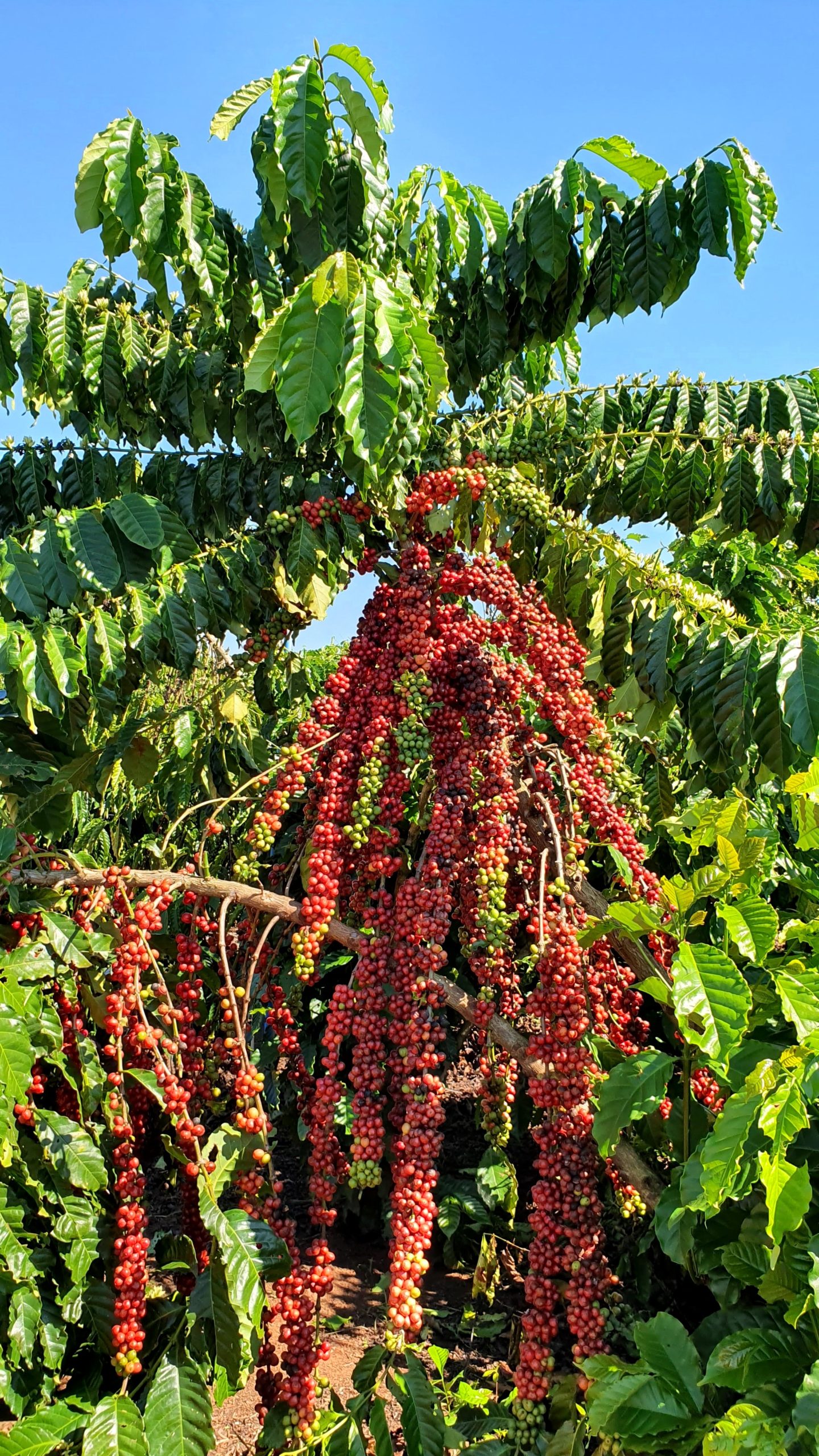 Robusta Amazônico – Cultivar híbrida de café – BRS 3210 - Portal Embrapa